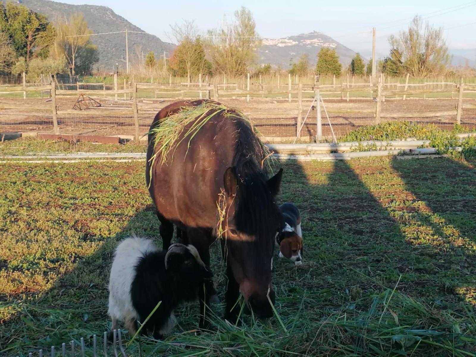 Casale Cavatella Bed & Breakfast Sermoneta Exterior photo